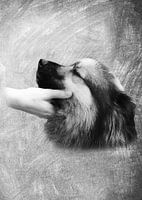 Dierenwereld - Hond