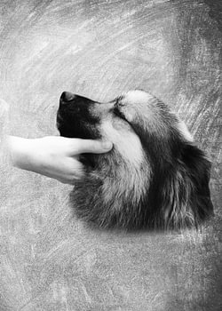 Animal world - Dog
