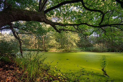 Groen bosmeertje  met een overhangende boom