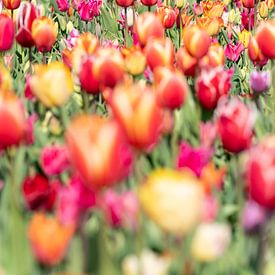 Blumenzwiebelfeld mit Tulpen von Hélène Wiesenhaan