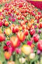 Blumenzwiebelfeld mit Tulpen von Hélène Wiesenhaan Miniaturansicht