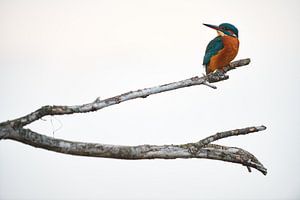 Eisvogel