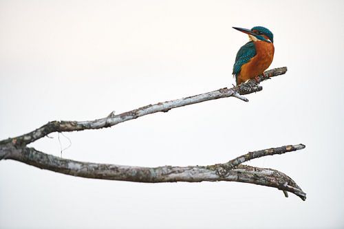 IJsvogel in de mist