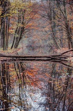 AMSTERDAM FOREST by farshid sadeghi