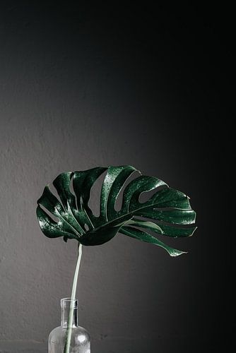 Monstera