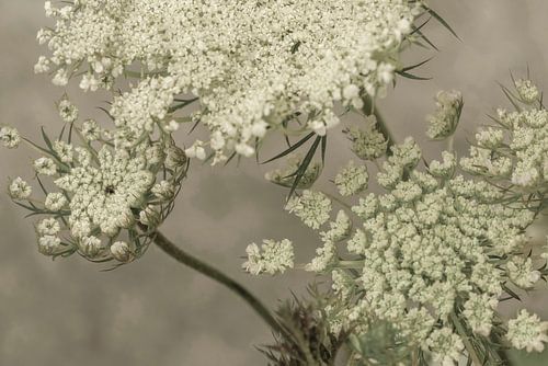 Bloemen. Schermbloemen. 7