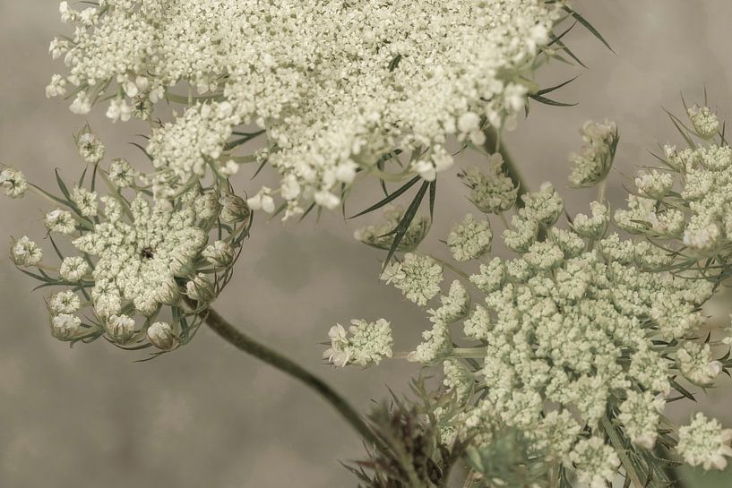 Blumen. Doldenblütlern. 7 von Alie Ekkelenkamp