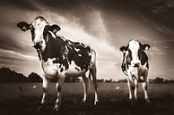 Hollandse koeien in sepia van STUDIO VAN DE VEN & CO thumbnail