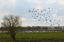 Geese in Flight,Ganzen in Vlucht