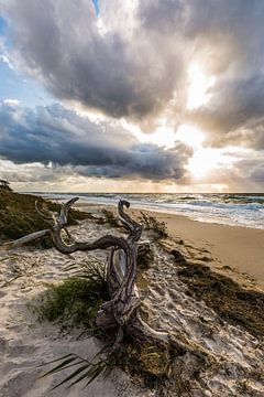 Darss west beach on the Baltic Sea near Prerow by Werner Dieterich