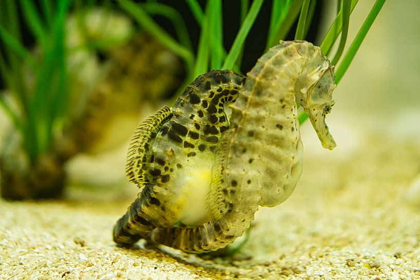 Een paar zeepaardjes in het zeegras van Martin Köbsch