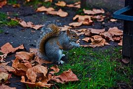 Squirrel in London by Stijn Bom