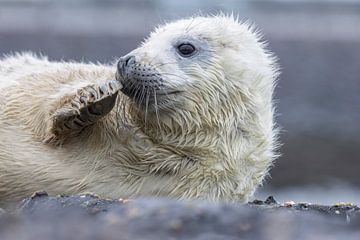 Grijze zeehond pup van Marcel Klootwijk