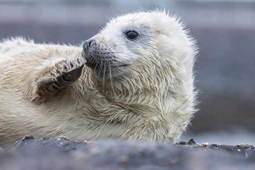 Grey seal pup by Marcel Klootwijk