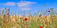 Rand eines Weizenfeldes mit roten Mohnblumen und weißen Blüten
