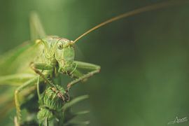 La grande sauterelle verte sur Pierre ARTEMOFF