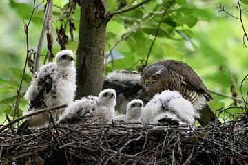 Sparrowhawk ( Accipiter nisus ), caring female, feeding its offspring, young chicks watching van wunderbare Erde