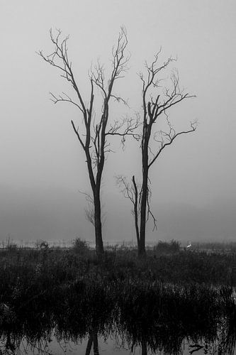 Matin brumeux. Des arbres. Noir et blanc