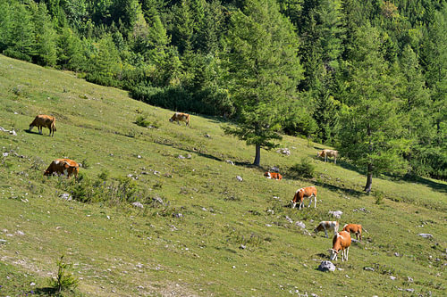Weidende Kühe im Sommer auf einer grünen Almwiese