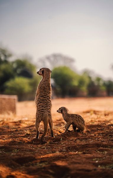 Des suricates avec des enfants ont observé la situation par Patrick Groß