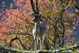 Herfst tafereel  von Andrea ter Smitten