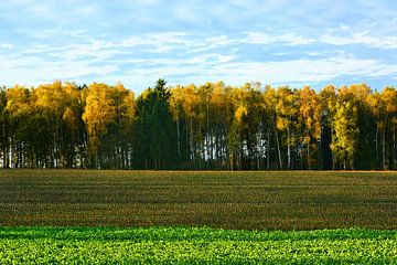 Autumn Foliage by Gisela Scheffbuch