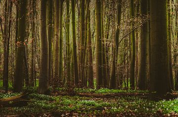 La forêt des rêves. sur Robby's fotografie