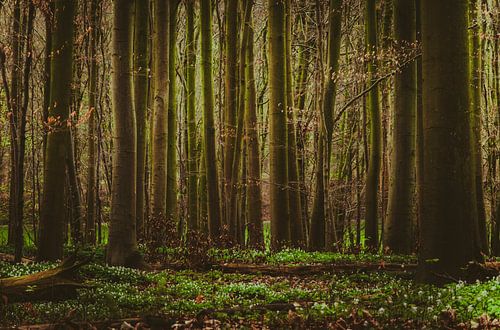 Het bos van dromen.