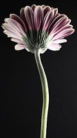 Pink Gerbera