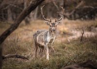 Fallow deer