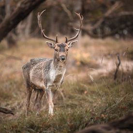 Fallow deer by Omri Raviv