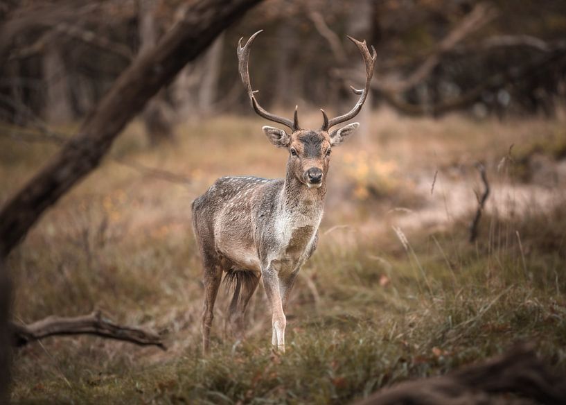 Fallow deer by Omri Raviv