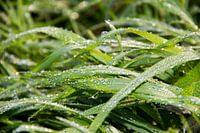 Dew on the grass