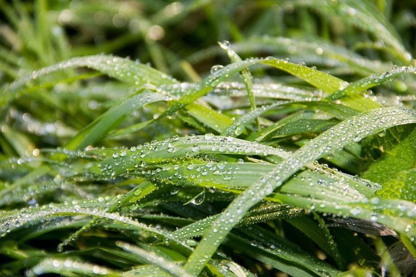 Dew on the grass by Erik Winde