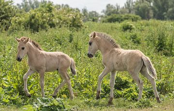 Konik foals in the wild by Ans Bastiaanssen