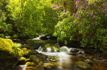 Killarney - Torc waterfall (Ierland) van Marcel Kerdijk