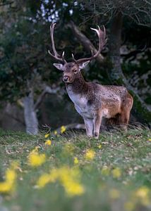 Männlicher Damhirsch mit gelben Blüten im Vordergrund.