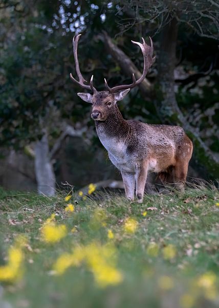 Males fallow deer with yellow flowers in the foreground. by Albert Beukhof