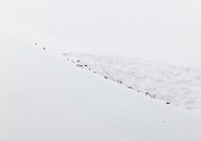 Zeehonden op droogvallende zandbank. van Sky Pictures Fotografie thumbnail