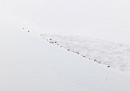 Scellés sur un banc de sable en cours d'assèchement. par Sky Pictures Fotografie Aperçu