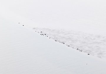 Zeehonden op droogvallende zandbank. van Sky Pictures Fotografie