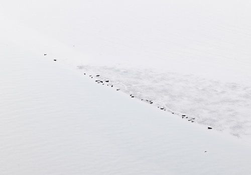 Zeehonden op droogvallende zandbank.
