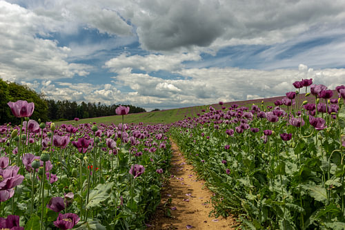 Un champ de pavots de Moravie en pleine floraison, pour une décoration de salon au charme champêtre