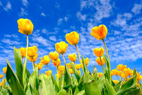 Des tulipes fleurissent dans un champ par une belle journée de printemps.