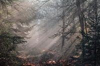 Misty forest landscape
