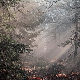 Neblige Waldlandschaft von Dorien van Witteveen