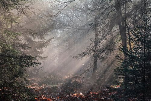 Paysage de forêt brumeuse