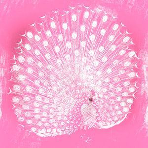 Japanischer Pfau in Rosa