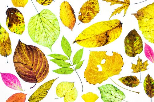 Kleurrijke herfstbladeren op een witte achtergrond
