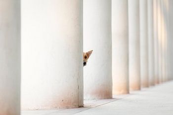 Bella - et les piliers de la terre...